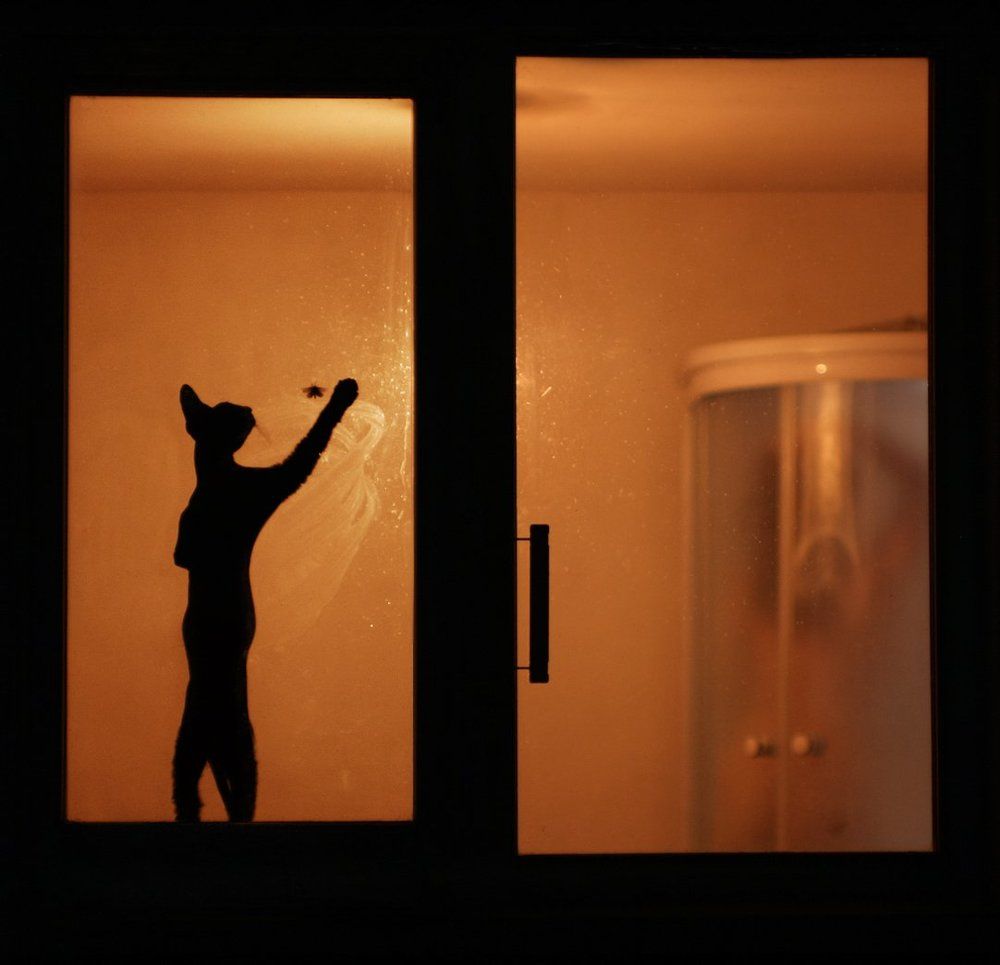 Ночная охота