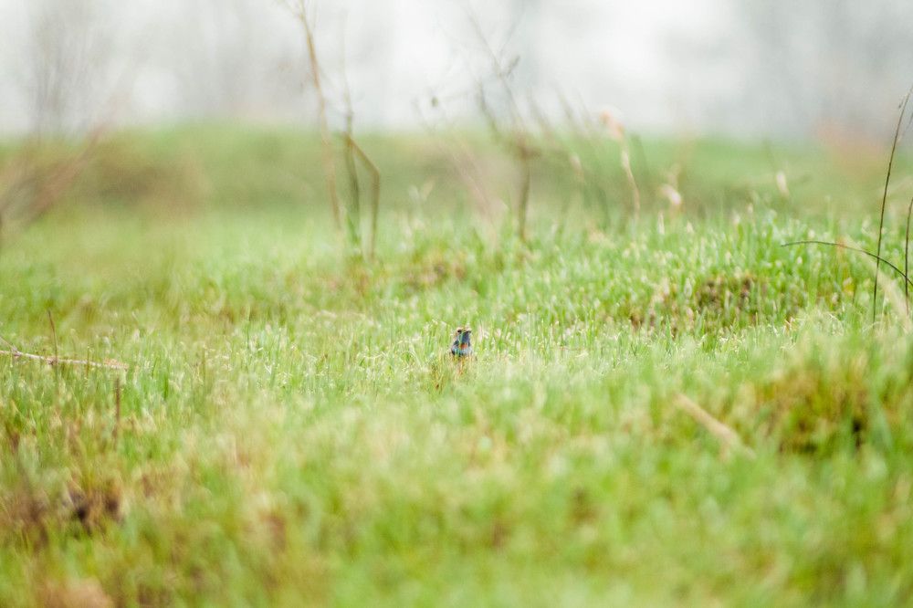 Варакушка на охоте