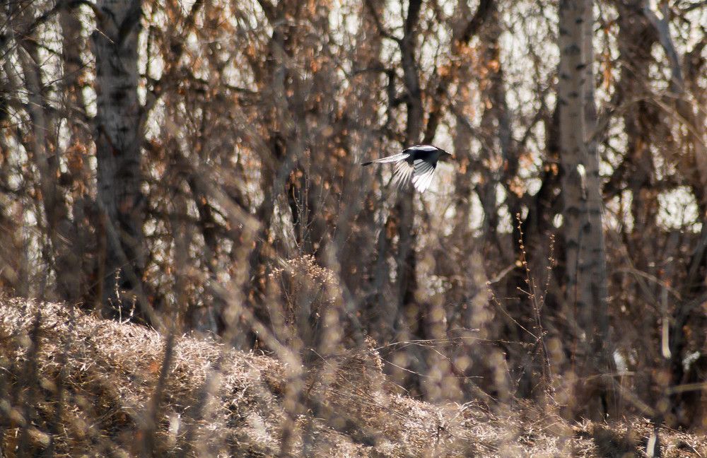 Апрель в  лесу Сибири