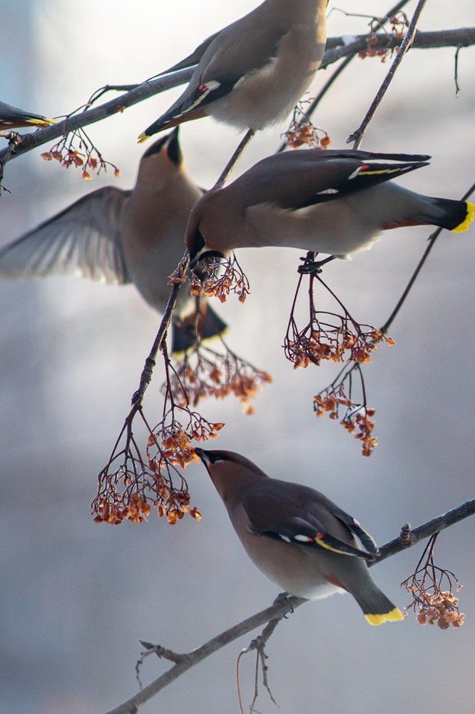 Свиристели прилетели