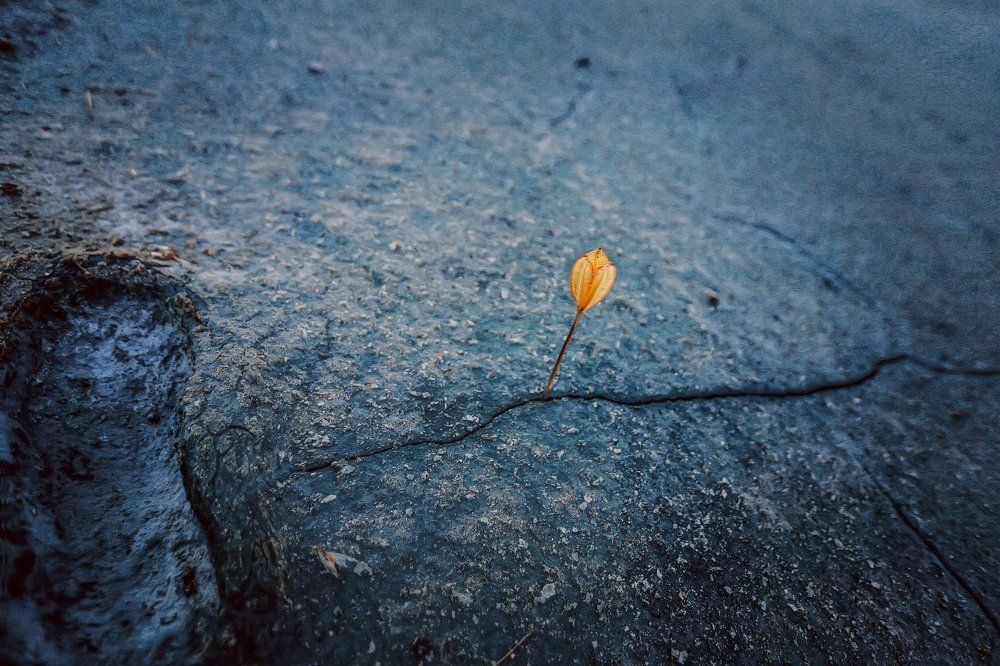 Жажда жизни