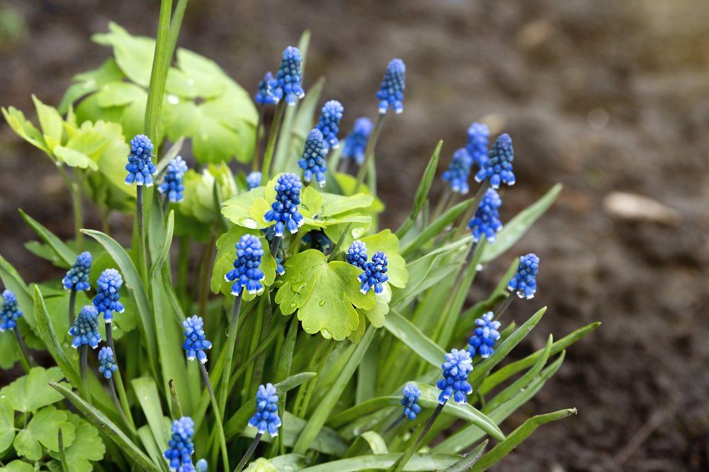 Синие цветы