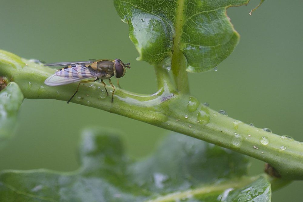 После дождя