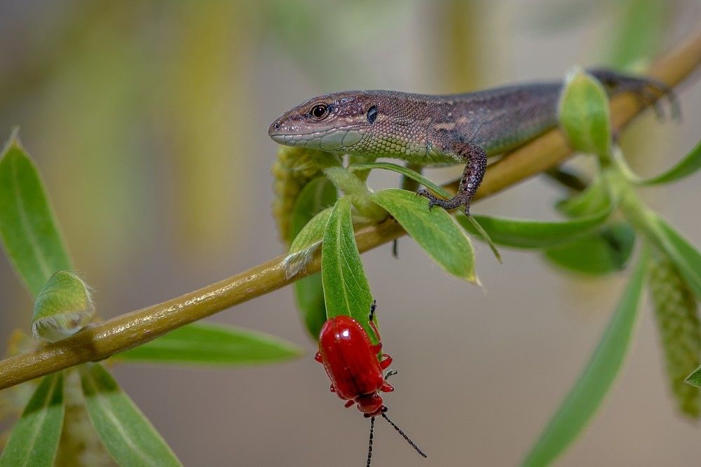 Кто не спрятался, я не виноват!.....