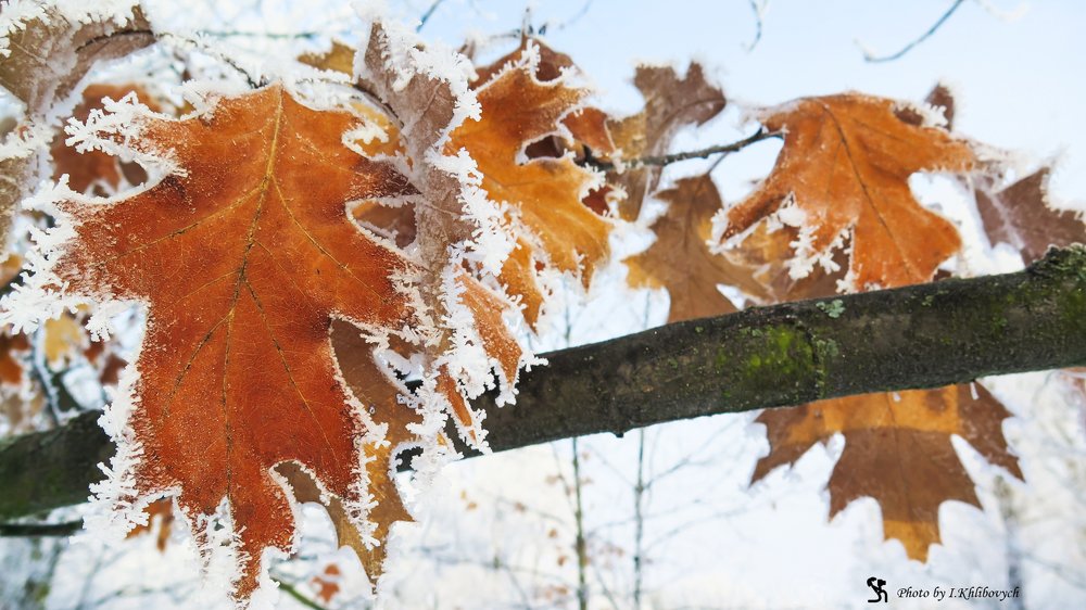 Изморозь на листве.