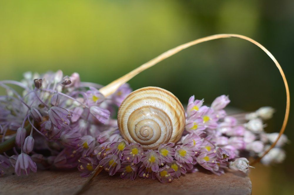 Photograph by Вероника Андре