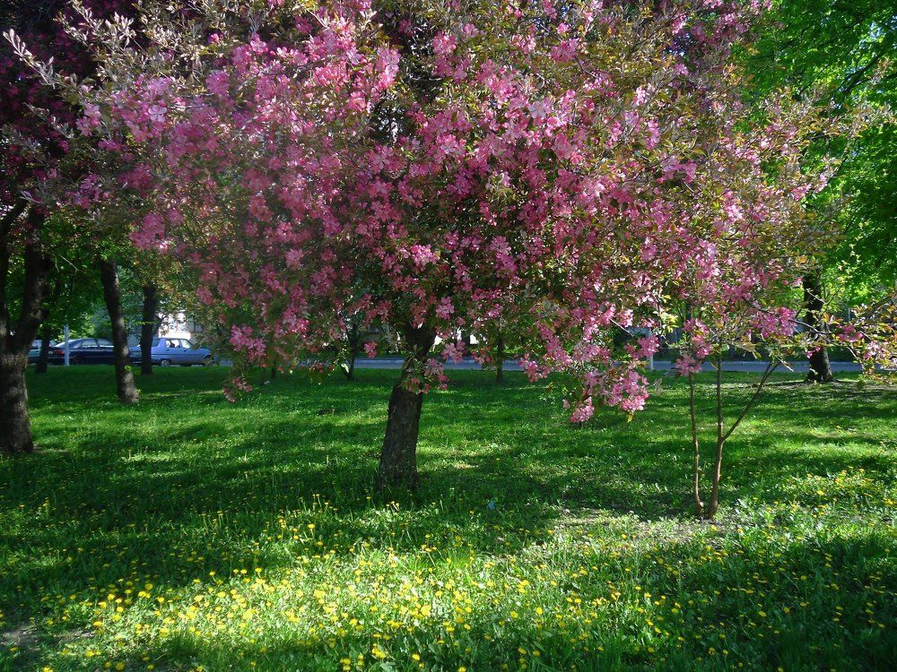 Цветение яблони.