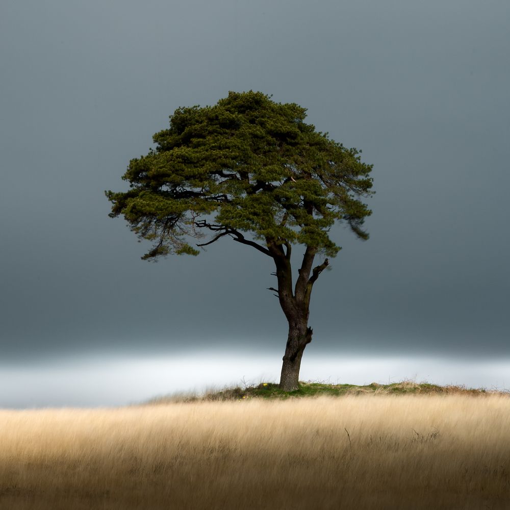 Lone Tree