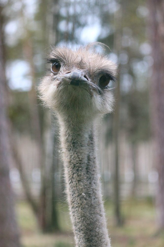 В глаза говорю смотри!