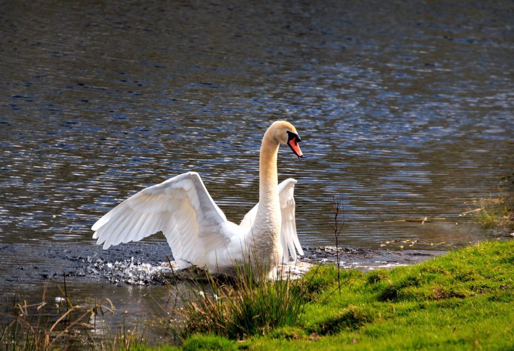 Лебеди