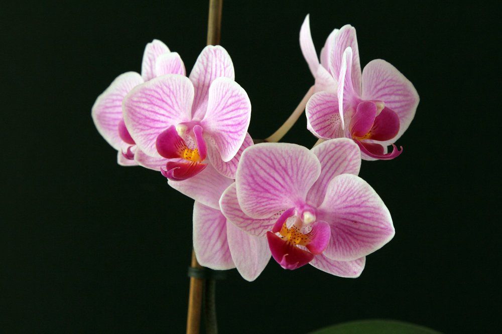 Орхидея