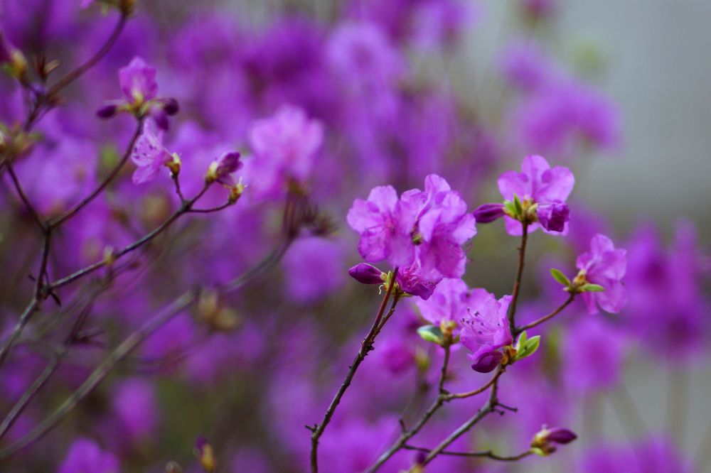 Багульник весной