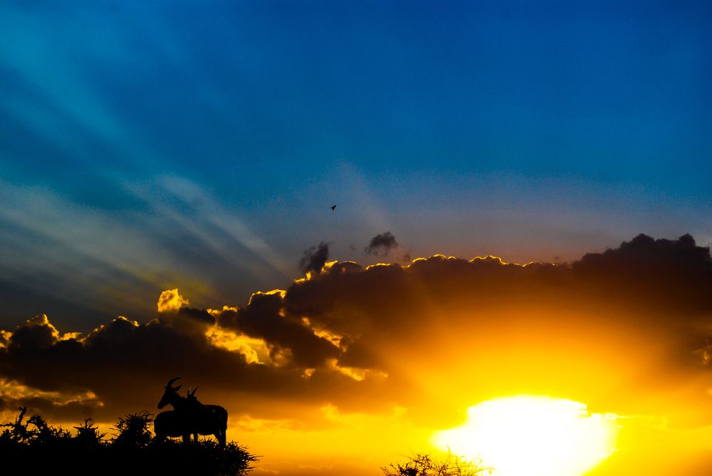 Тихий час в Африке