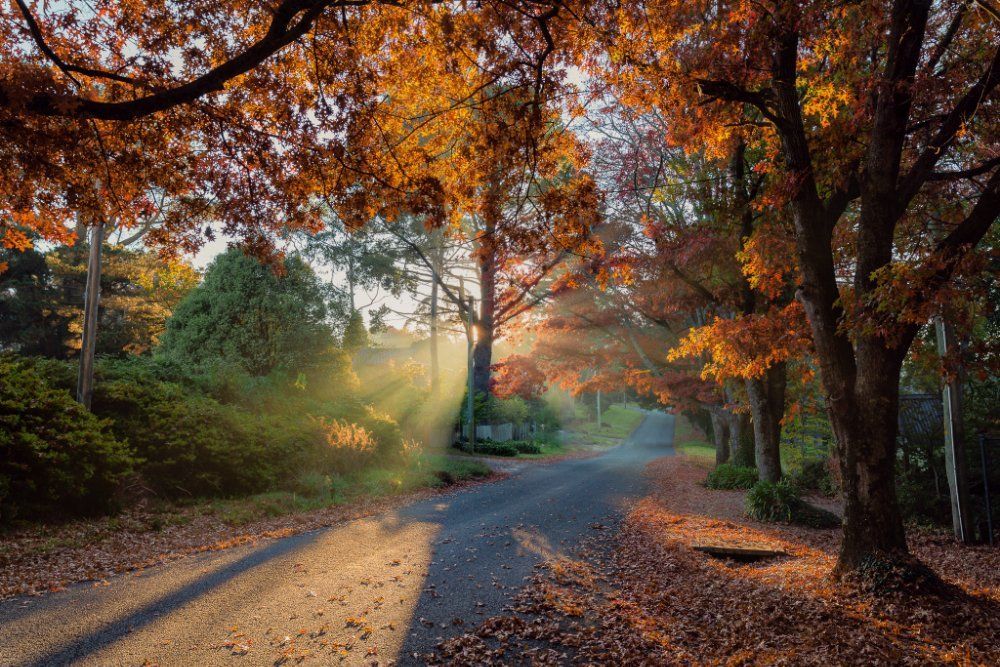 Autumn is coming to Blackheath