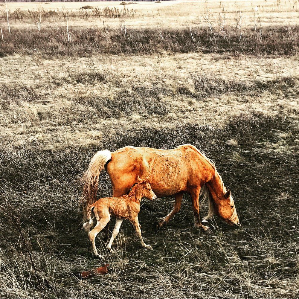 Оранжевые кони