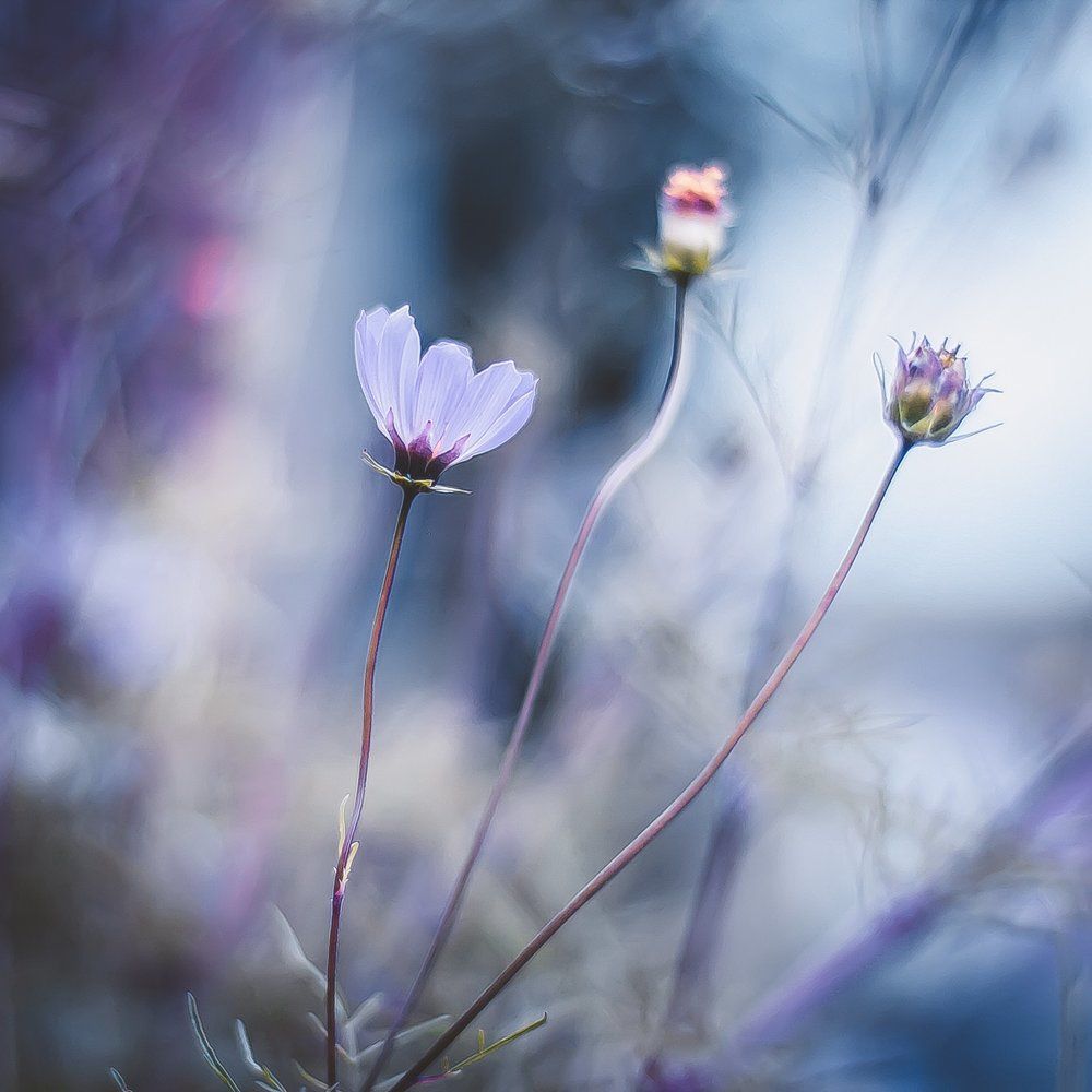 Цветочная атмосфера