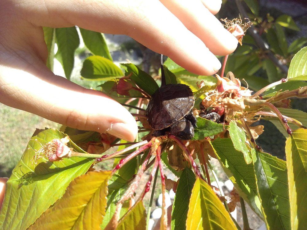 чудо юдо