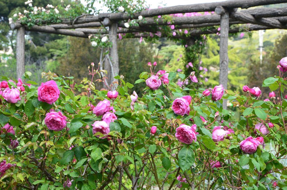 Розовый парк