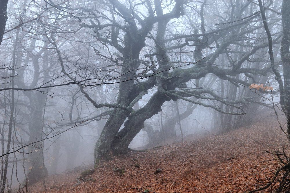 Там лес и дол видений полон...