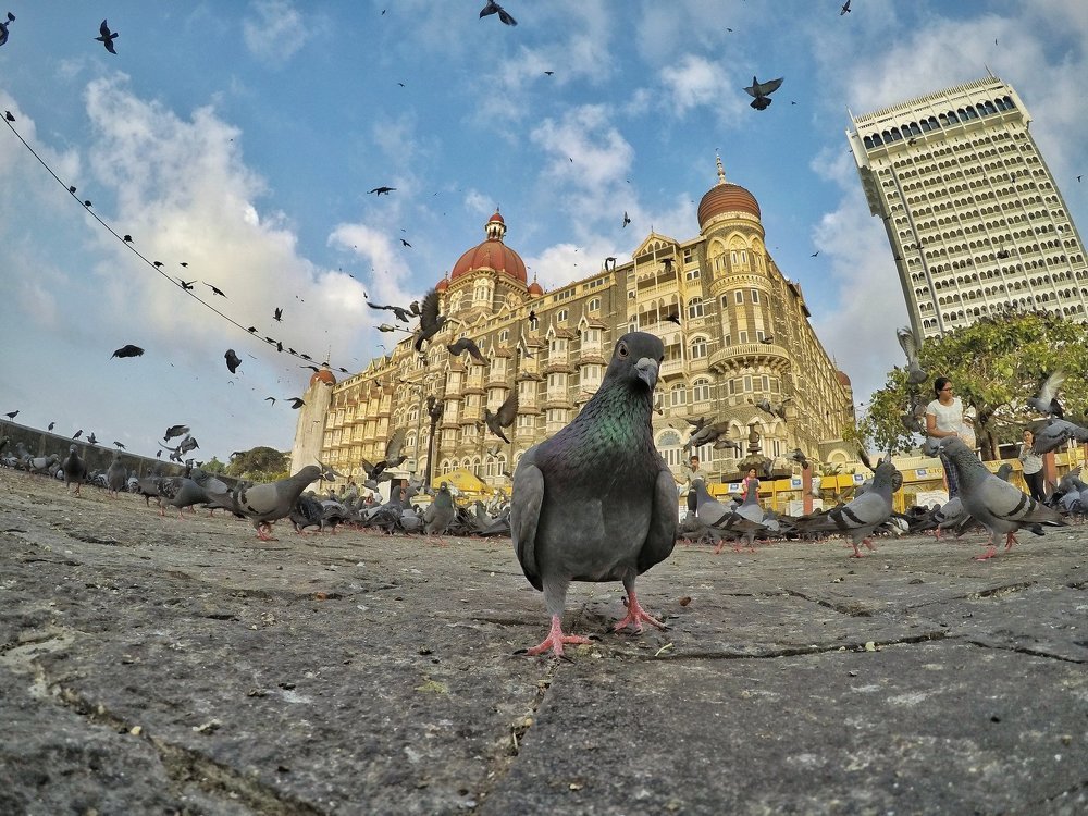 Bug's eye view