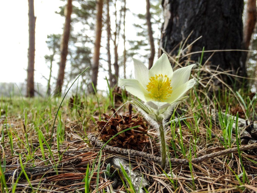 Прострел желтеющий, май 2017.