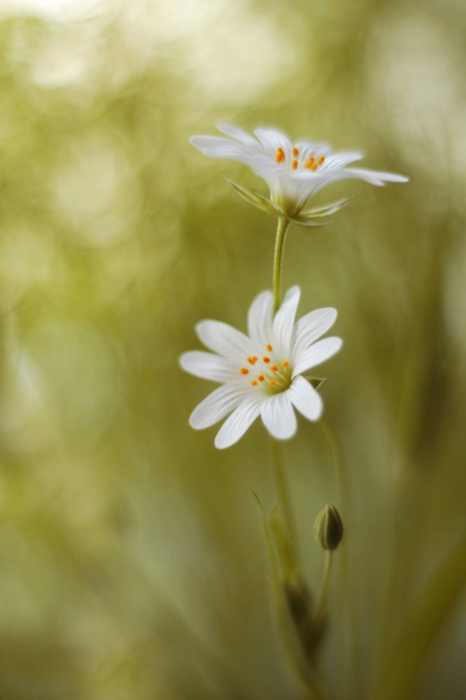 Звездчатка