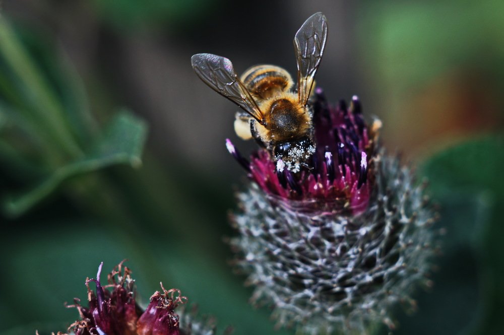 Сбор нектара.