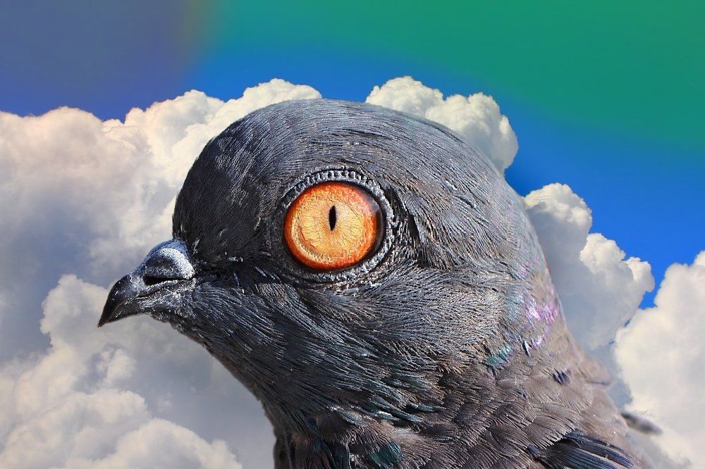 Голубь мира...