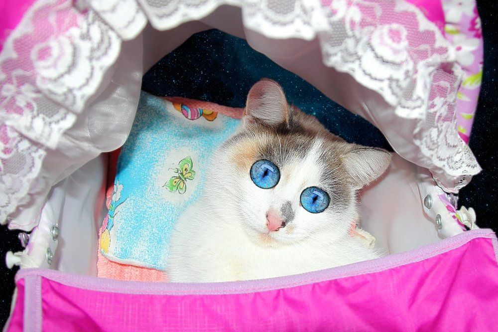 Полёт во сне и наяву...