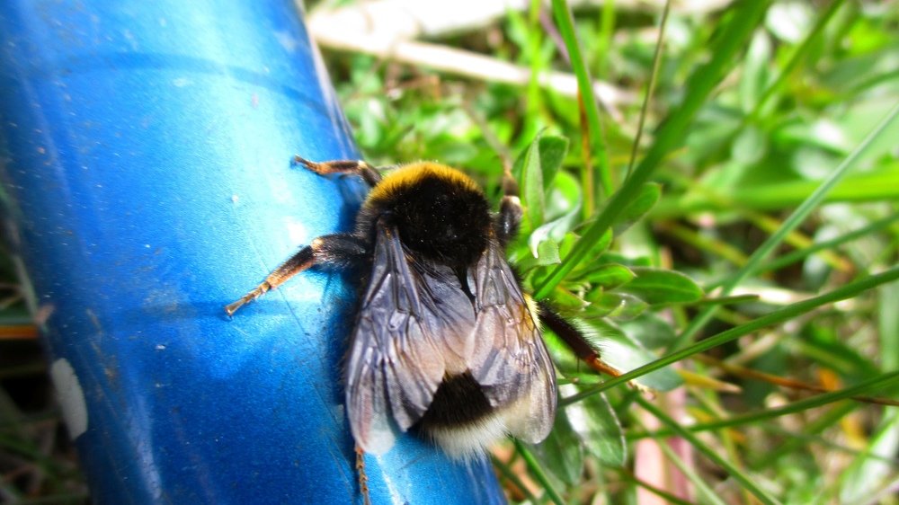 спящая пчелка