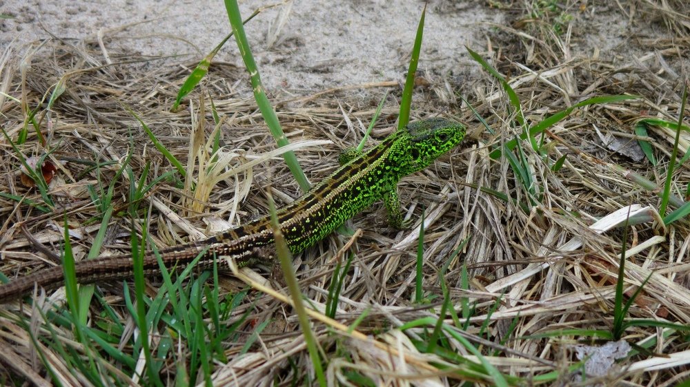 почти как крокодил