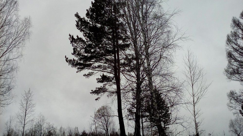 Сонные деревья