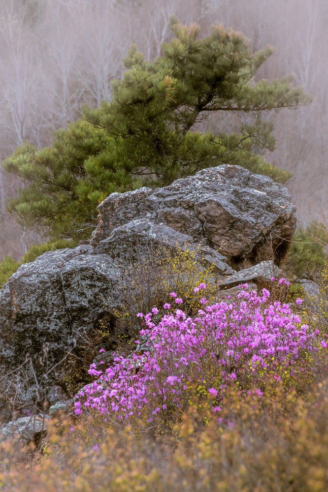 Цветущий рододендрон, или наш дальневосточный багульник, на сопках Большехехцирского заповедника.