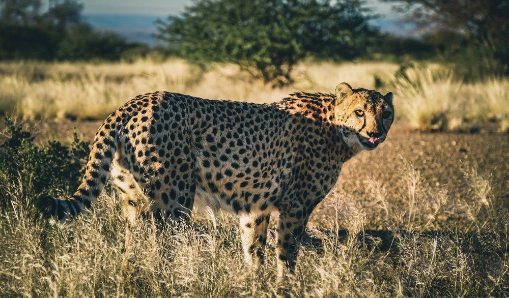 Wild cheetah in Namibia