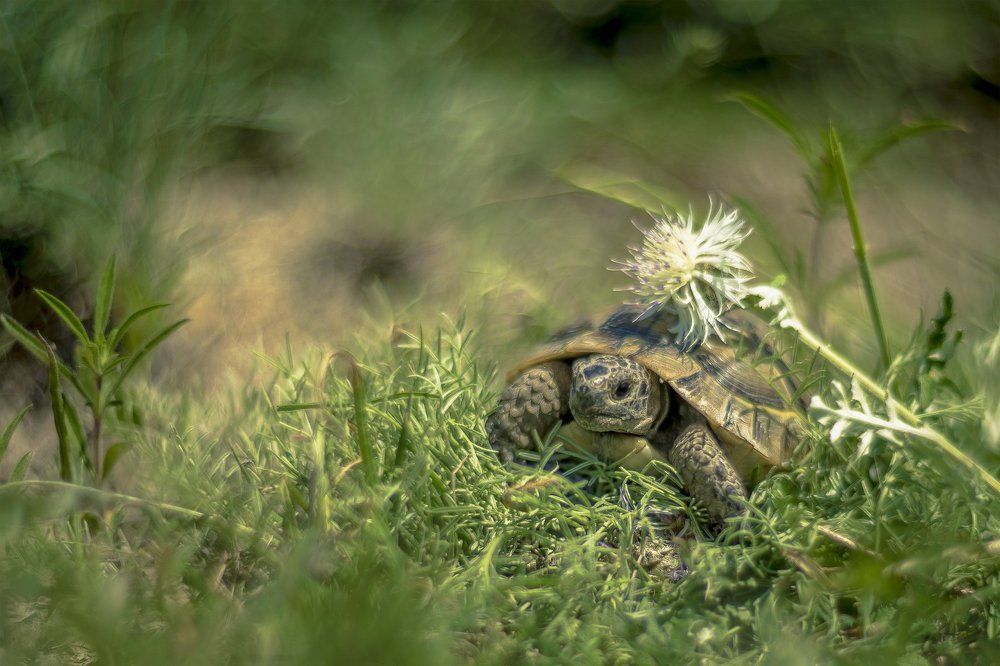 Мой дом - моя крепость!...