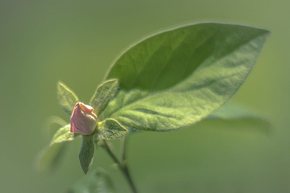 Бутон цветка Айвы!......