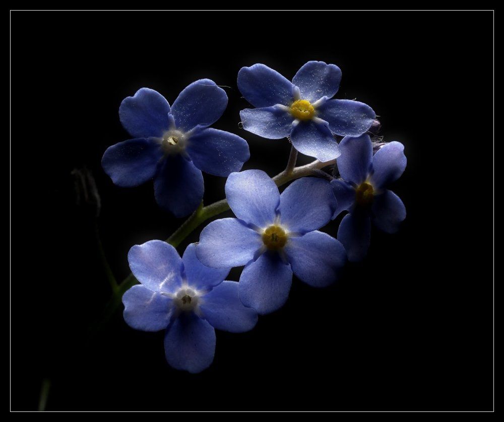 "Анютины глазки"