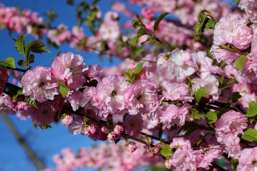 Очарование луизиании