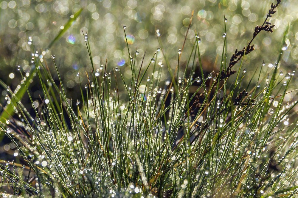 Блеск утренней росы