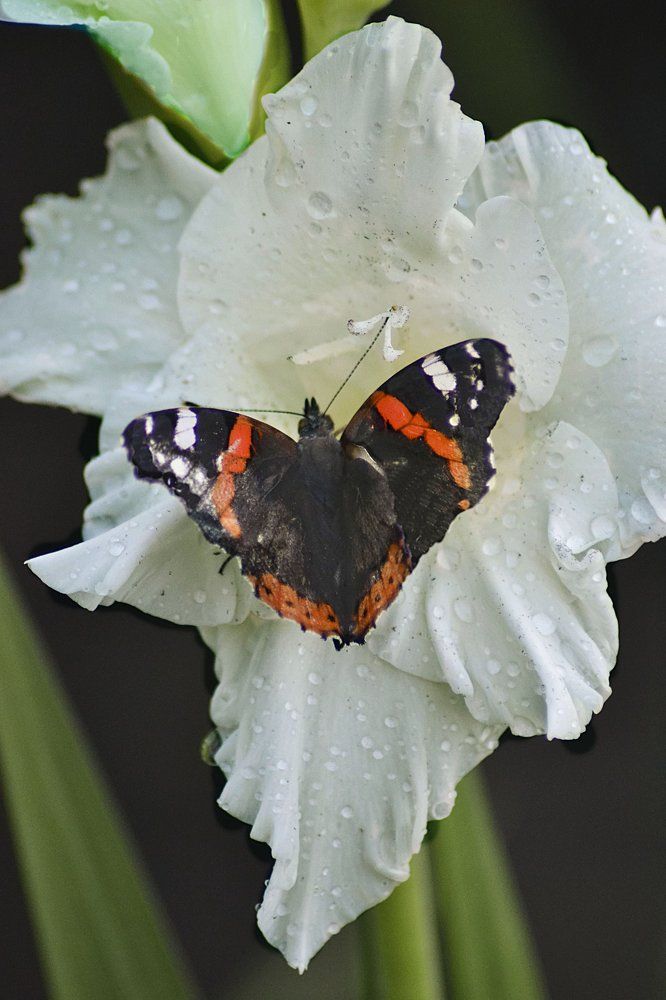 После дождя