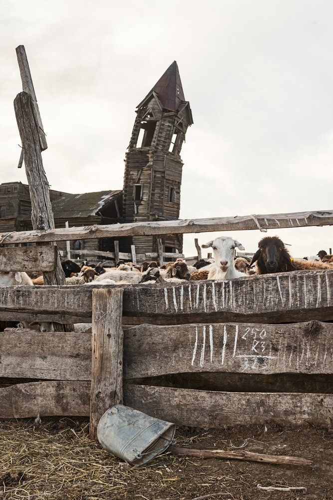 Хлеб насущный