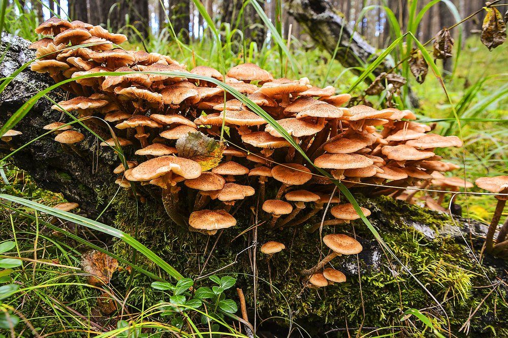 Лесной подарок.