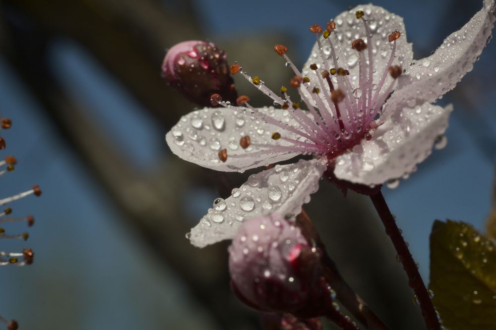 цветущая свежесть