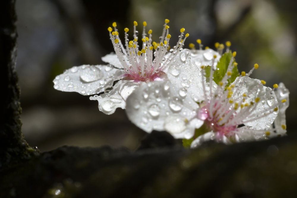 свет и тень
