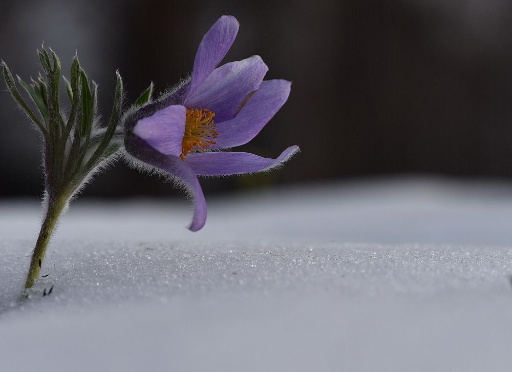 Самый стойкий