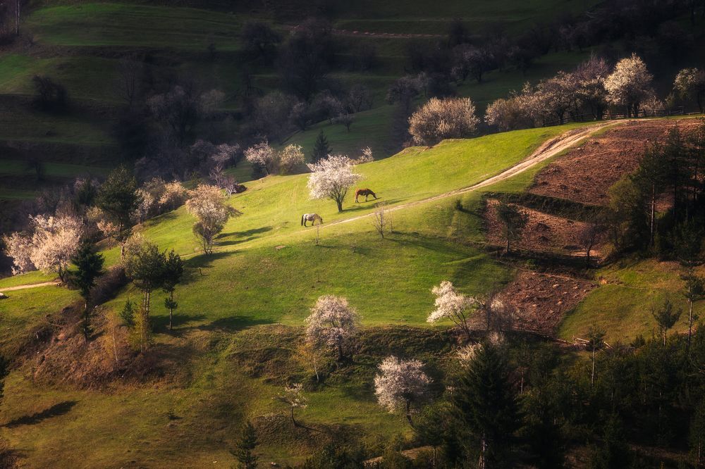 On the slopes of the Rhodope mountain