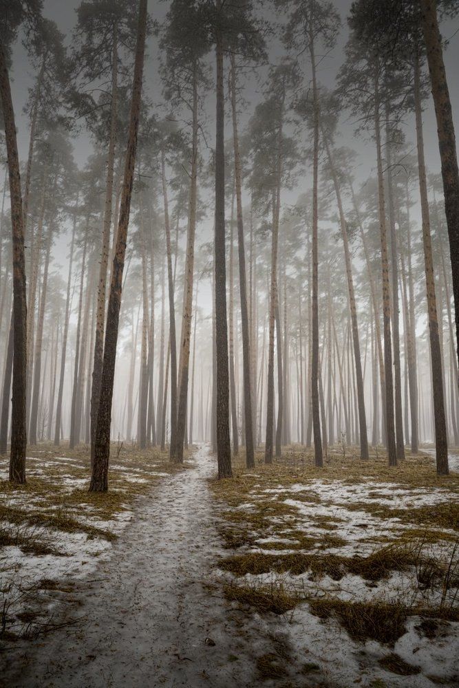 В весеннем лесу.