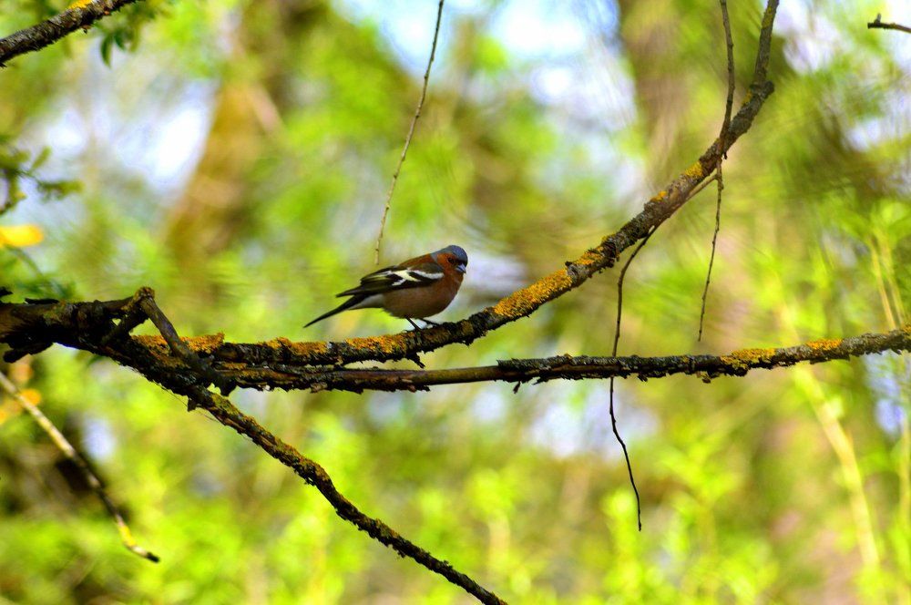 Птицы средней полосы России
