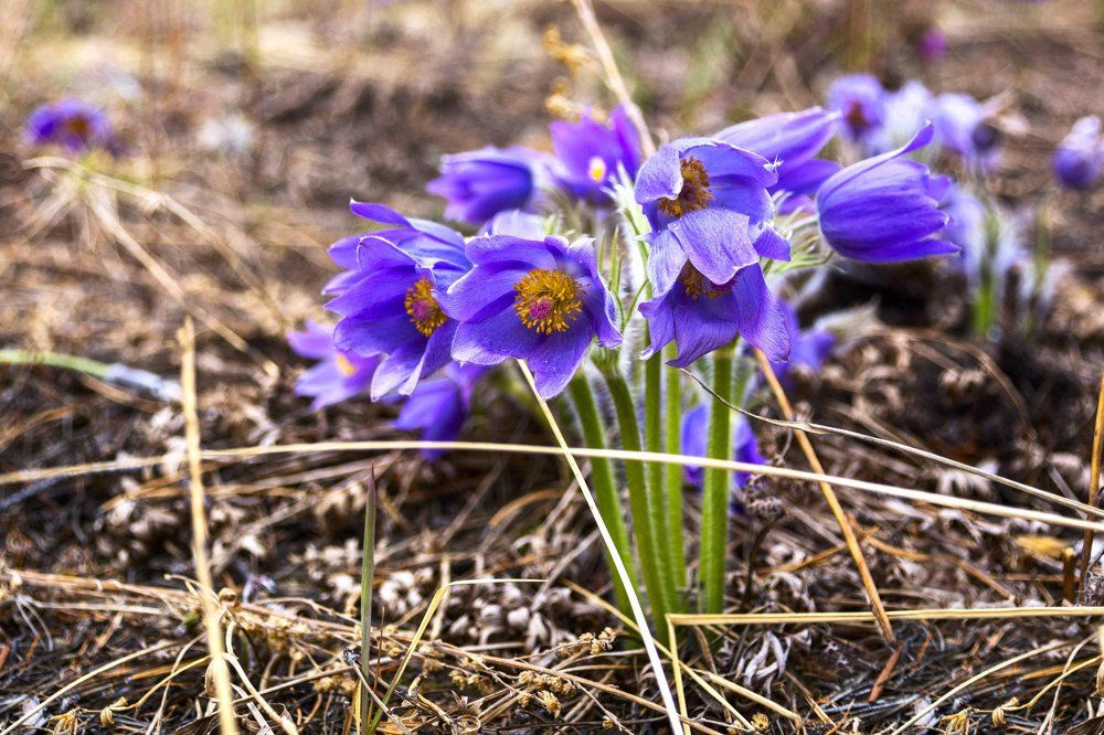 Сибирские подснежники