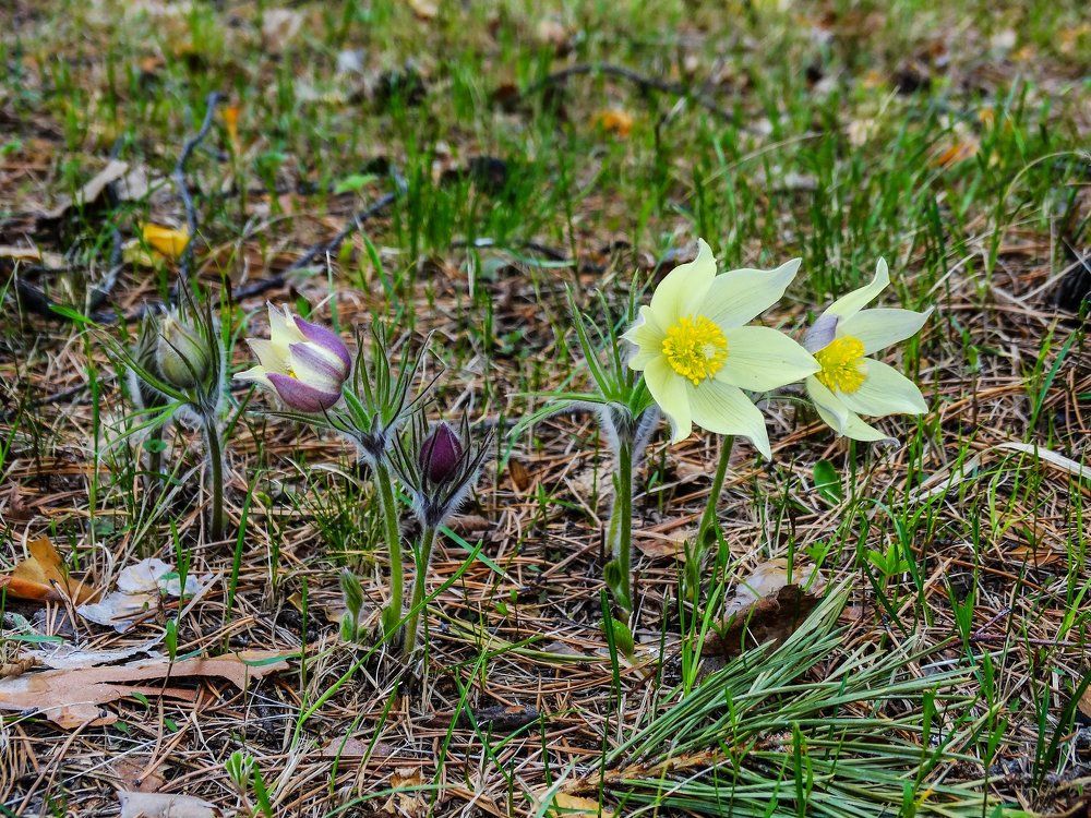 Прострел желтеющий. май 2017.